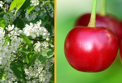 Церападус или падоцерус: какой гибрид черемухи и вишни выбрать?