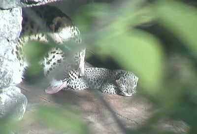 Трехлапая самка леопарда из Сочи вновь стала мамой 