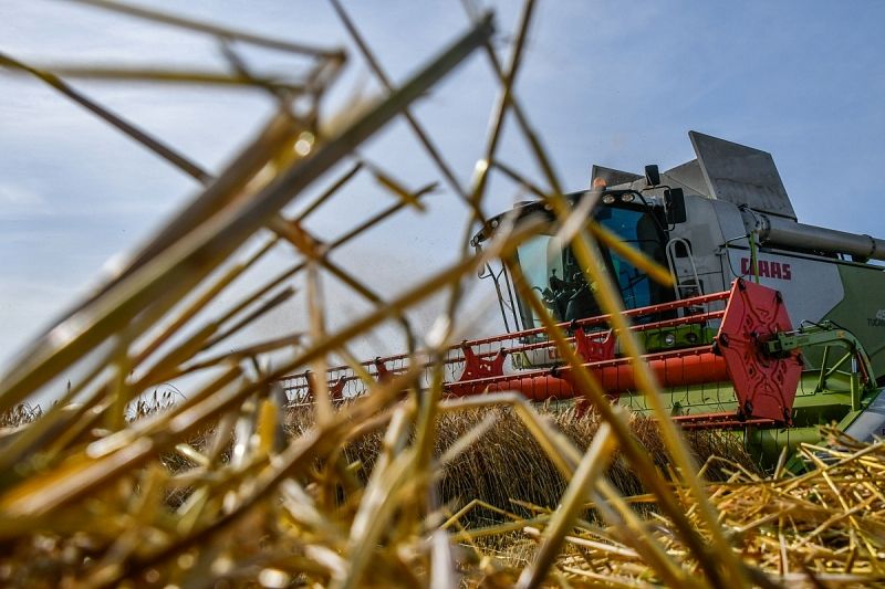 На Кубани себестоимость будущего урожая зерновых повысится на 12% из-за роста на дизель 