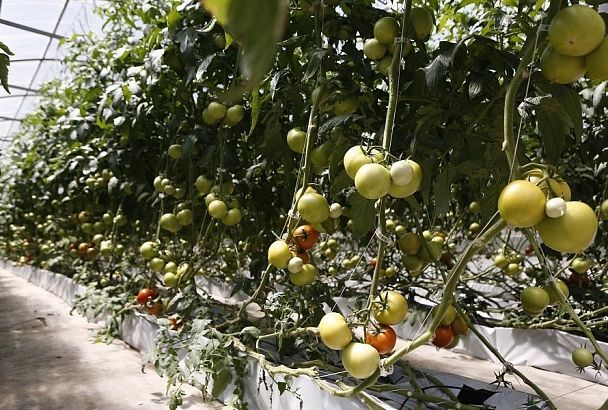 Трескаются томаты: причины и способы борьбы с этим явлением