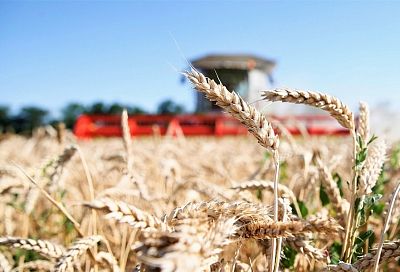 Краснодарский край получит более 1,5 млрд рублей на поддержку производителей зерновых культур