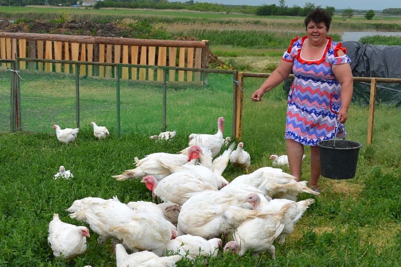 Личное подсобное хозяйство Ирины Кондауровой успешно развивает птицеводство. 