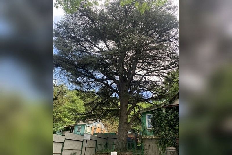 Памятником живой природы признали 150-летний ливанский кедр в Геленджике
