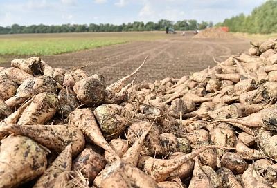 В Краснодарском крае в 2022 году заложат 170 гектаров семенных посевов сахарной свеклы отечественной селекции
