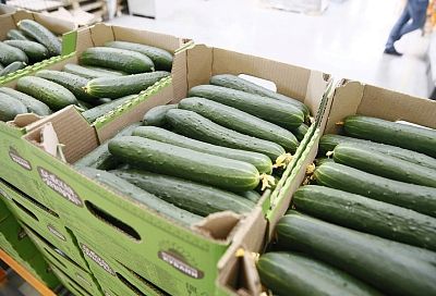Краснодарский край стал лидером по числу производителей органической продукции в России