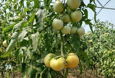 Чего не хватает томатам: признаки, по которым можно определить дефицит микроэлементов